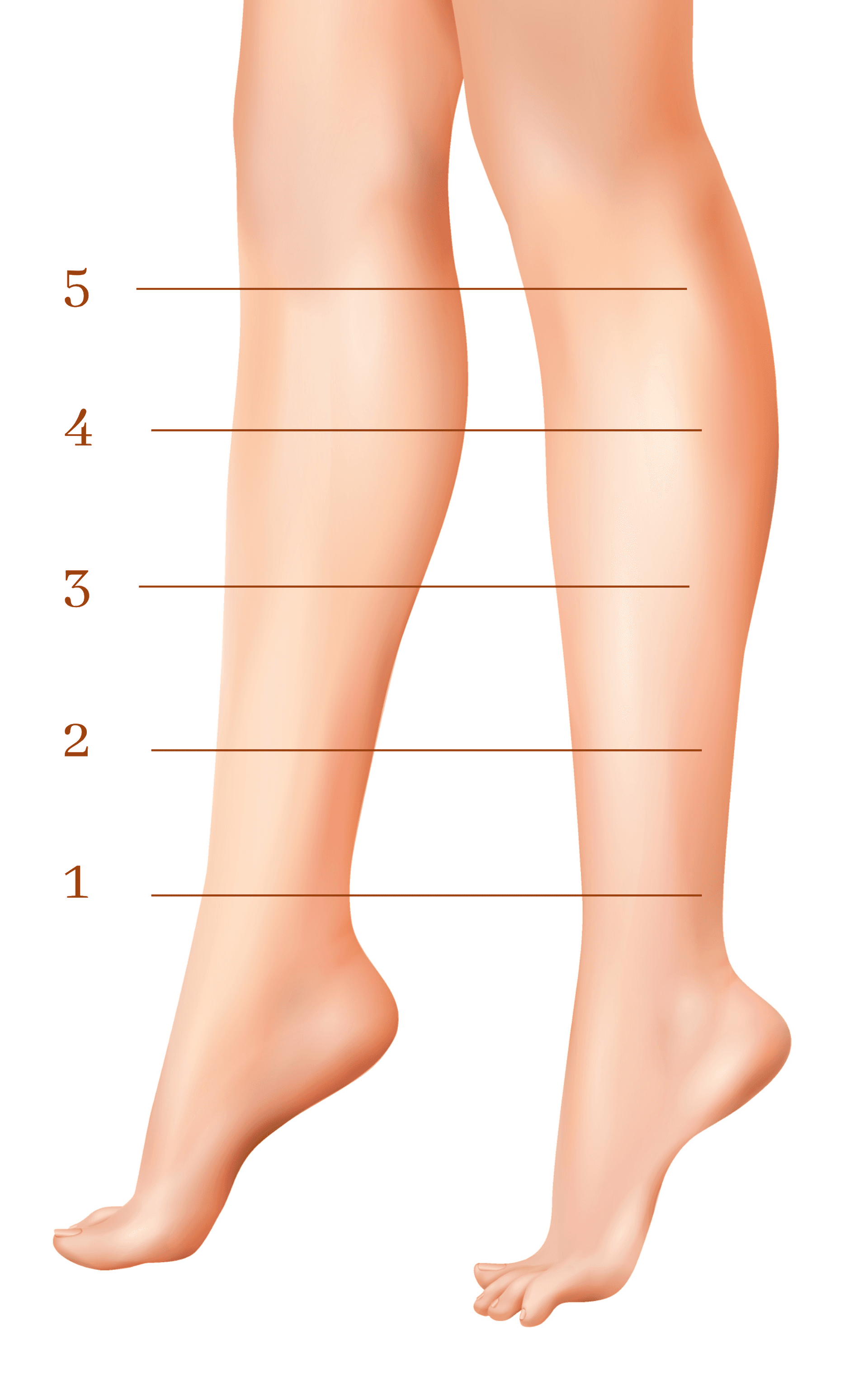 Leg coverage guide showing marks 1 (ankle) and upward